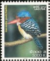 Banded Kingfisher (Lacedo pulchella)